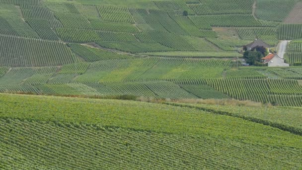 Champagne vineyards near of the town Epernay — Stock Video