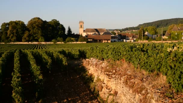 Wijngaarden van de Côte de Beaune — Stockvideo