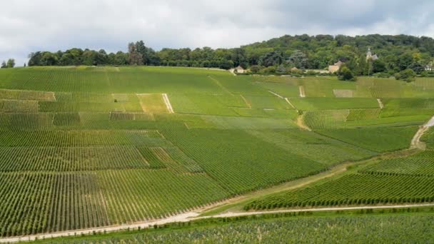 Champagner-Weinberge in der Nähe der Stadt Epernay — Stockvideo