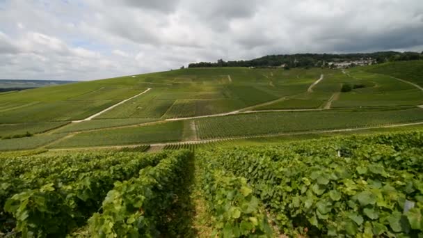 Šampaňským vinicemi nedaleko města Epernay — Stock video