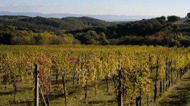Montepulciano city İtalya yakınındaki üzüm bağları
