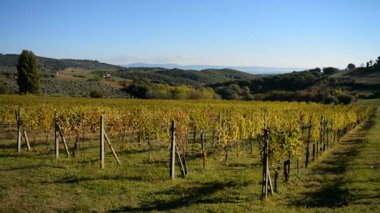 Montepulciano city İtalya yakınındaki üzüm bağları