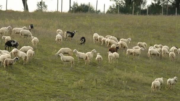 Стадо овец в Италии — стоковое видео
