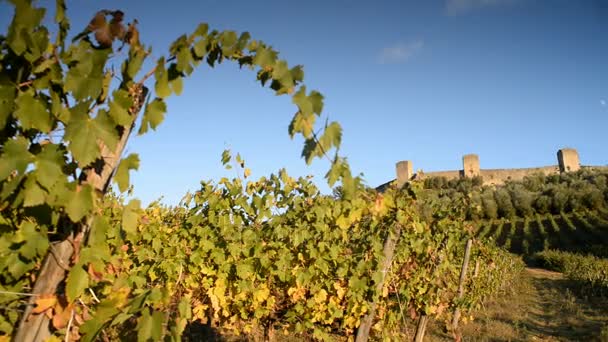 Weinberge und Festung von Monteriggioni in Italien — Stockvideo