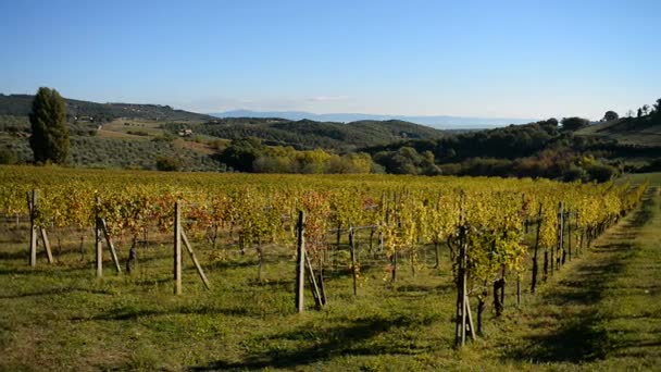 Vinodlingar, nära Montepulciano stad i Italien — Stockvideo