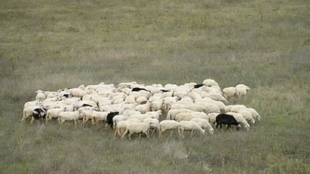 इटली मध्ये मेंढ्यांचे कळप — स्टॉक व्हिडिओ