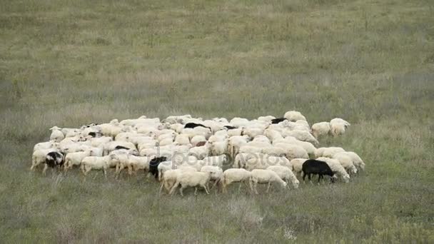 Stádo ovcí v Itálii