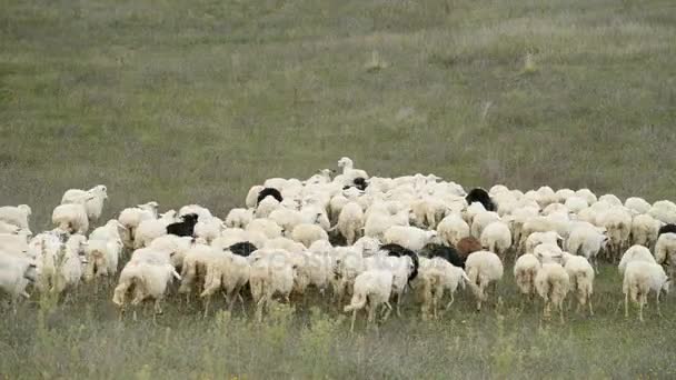 Manada de ovinos em Itália — Vídeo de Stock