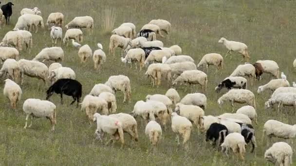 Troupeau de moutons en Italie — Video