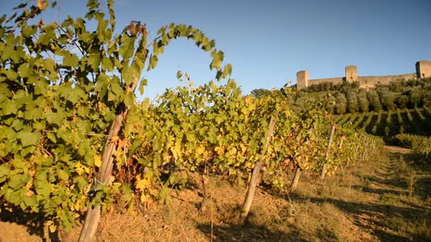 Виноградники и форт Монтериджиони в Италии — стоковое видео