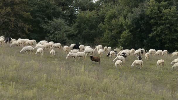 Besättning av får i Italien — Stockvideo