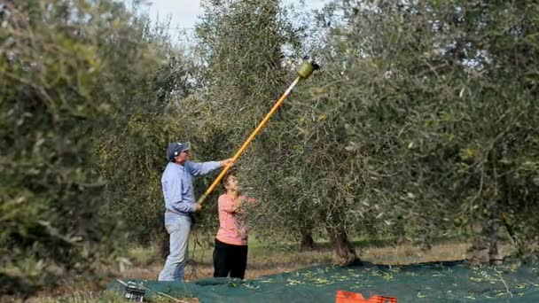 Agricultores locais colhem azeitonas — Vídeo de Stock