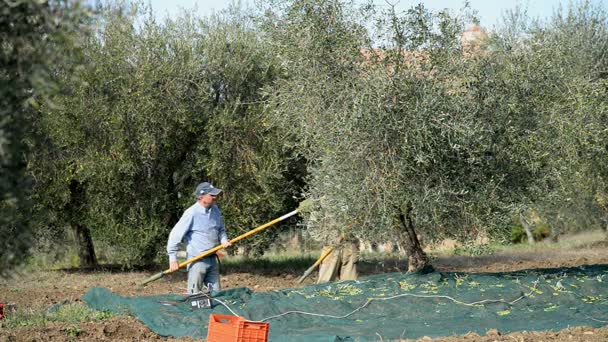 Agricultores locais colhem azeitonas — Vídeo de Stock