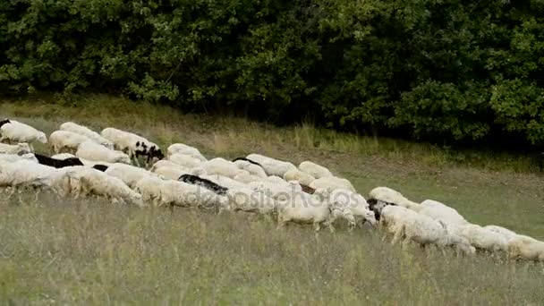 İtalya koyun sürüsü — Stok video