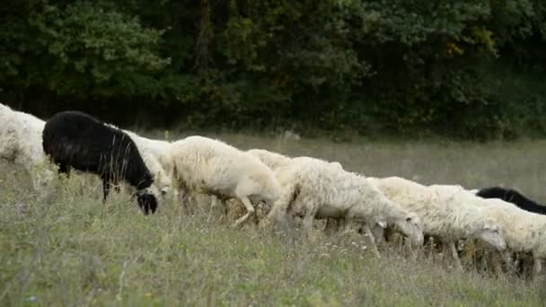 Stado owiec w Włochy — Wideo stockowe