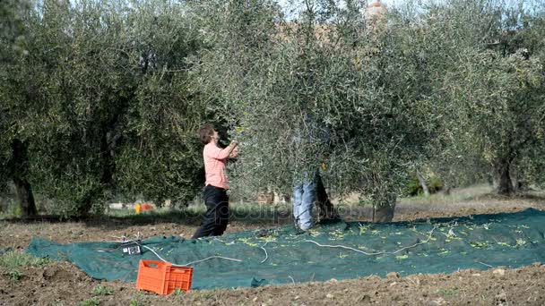 Местные фермеры собирают оливки — стоковое видео