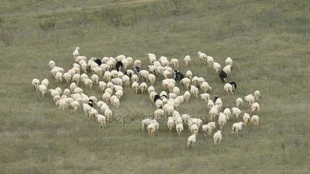 Herd of sheep in Italy — Stock Video