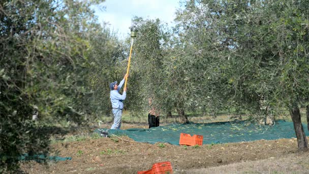 Agricultores locais colhem azeitonas — Vídeo de Stock