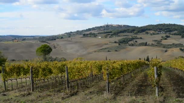 Vineyards near Montepulciano city in Italy — Stock Video