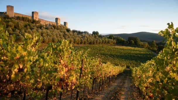 Viñedos y fortaleza de Monteriggioni en Italia — Vídeos de Stock