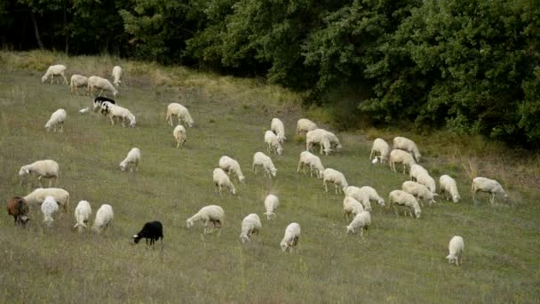 İtalya koyun sürüsü — Stok video