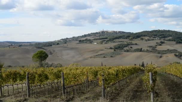 Viñedos cerca de la ciudad de Montepulciano en Italia — Vídeos de Stock