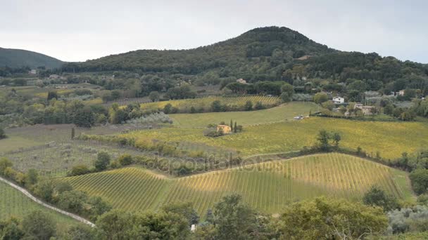 Wijngaarden in de buurt van Montepulciano stad in Italië — Stockvideo