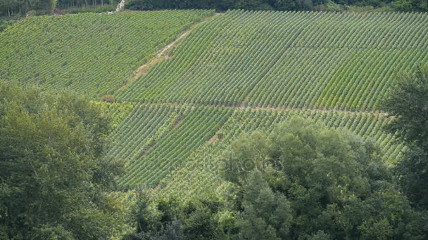 Champagne vineyards near of the town Epernay in France — Stock Video