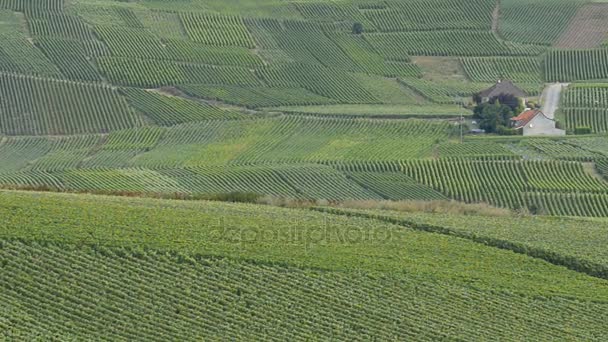 Champagne wijngaarden in de buurt van de stad Epernay in Frankrijk — Stockvideo