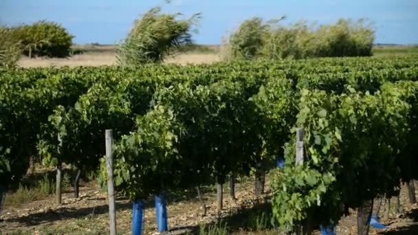 Wijngaarden in Ile de Re, Frankrijk — Stockvideo