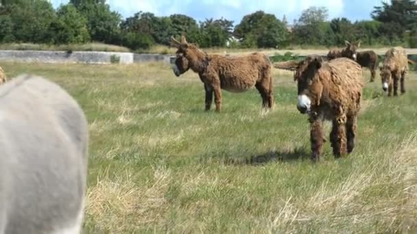 Poitou Burros en Francia — Vídeo de stock