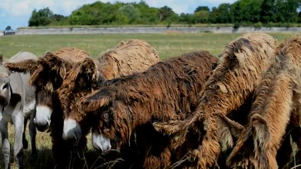 Poitou Donkeys in France — Stock Video