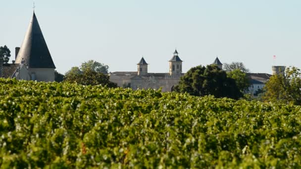 Vinhas em Medoc, Francia — Vídeo de Stock