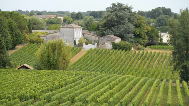 Petrus van de wijngaarden in de Pomerol, Frankrijk — Stockvideo