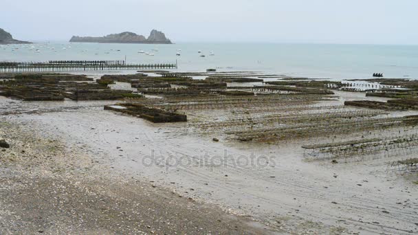 Granjas de ostras con ostras en crecimiento en marea baja — Vídeo de stock