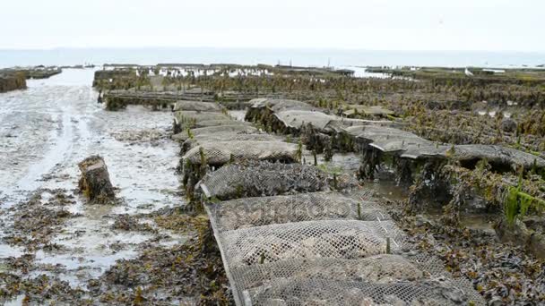 Granjas de ostras con ostras en crecimiento en marea baja — Vídeos de Stock