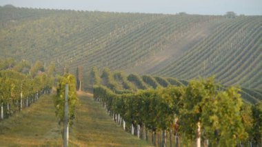 Üzüm bağları Velke Bilovice Cek Cumhuriyeti ülkesindeki oteller