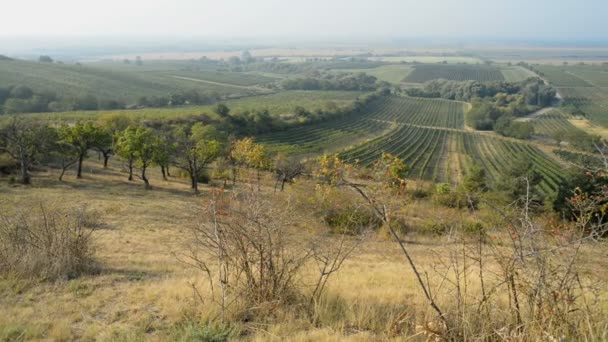 Weinberge in der Nähe von Velke bilovice in der Tschechischen Republik — Stockvideo