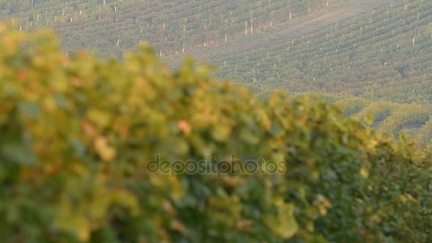 Vignobles près de Velke Bilovice en République tchèque 