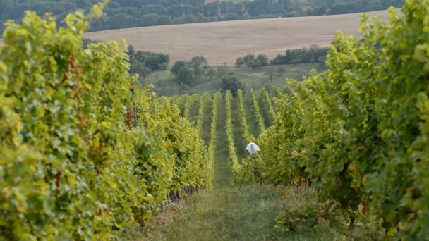 Vineyards near Velke Bilovice in Czech Republic — Stock Video