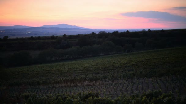 Weinberge am Abend in der Tschechischen Republik — Stockvideo