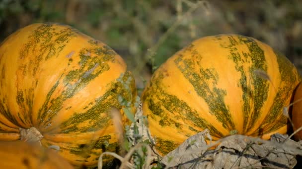 Oranje pompoenen in veld — Stockvideo