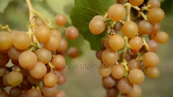 Közeli kép: a szőlő Pálava — Stock videók