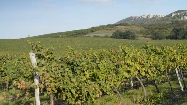 Виноградники в Чехії — стокове відео