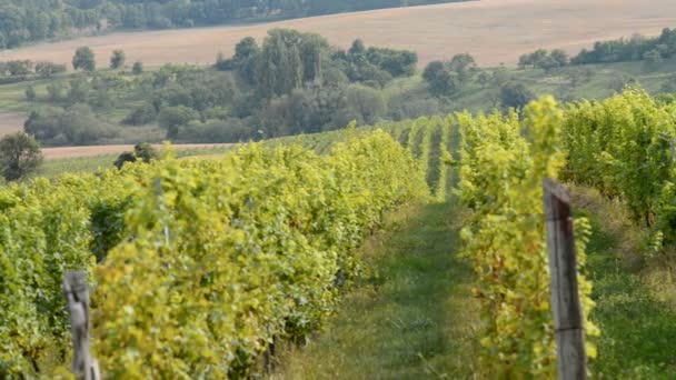 Weinberge in der Nähe von Velke bilovice in der Tschechischen Republik — Stockvideo