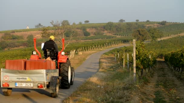 Viñedos cerca de Velke Bilovice en República Checa — Vídeos de Stock