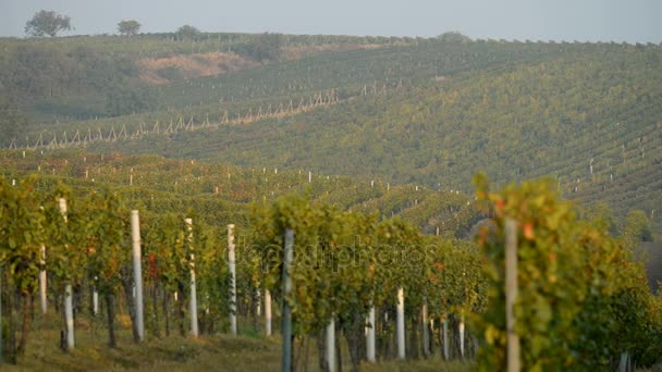 Vignobles près de Velke Bilovice en République tchèque 