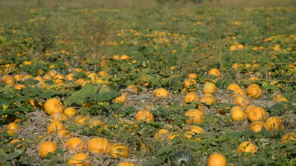 Orangefarbene Kürbisse im Feld — Stockvideo