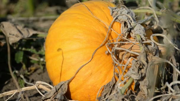 Calabazas de naranja en el campo — Vídeos de Stock