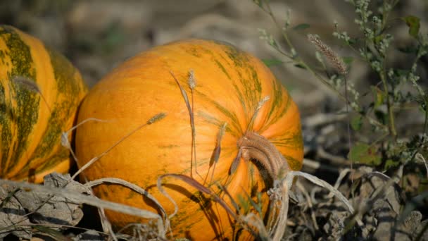 Orange pumpkins in field — Stock Video